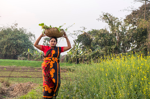 Burdwan, India - February 11, 2023: Women is carrying vegetables in a basket on head from vegetable field