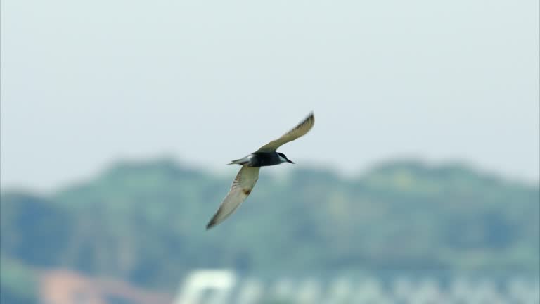 Whiskered Tern summer plumage flight (slow motion)