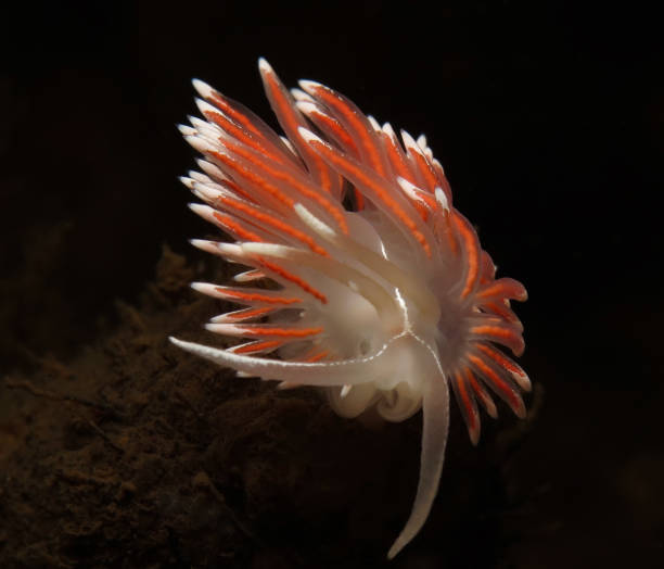 istock Fjordia lineata from Oslo fjord 1466240988
