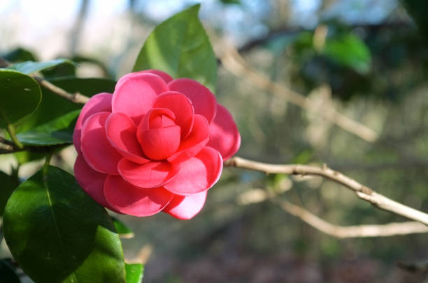 Red Camellia Flower photo taken in Japan in February.