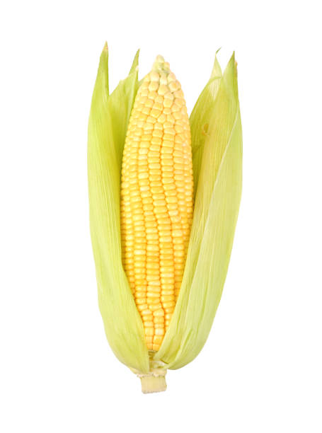 istock Fresh sweet corn with leaves set on white background 1466243271