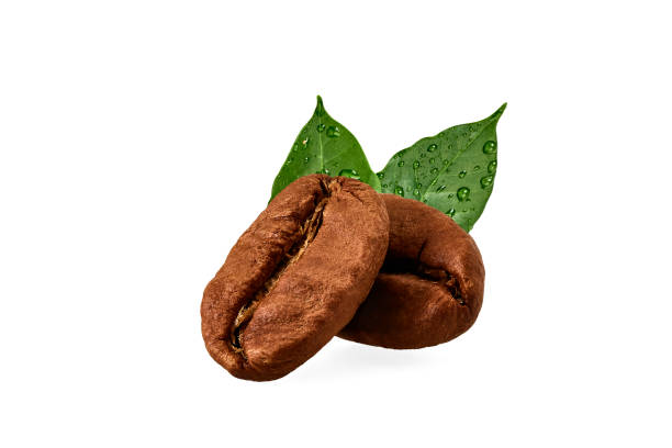 istock Two roasted coffee beans isolated on white background. 1466243517