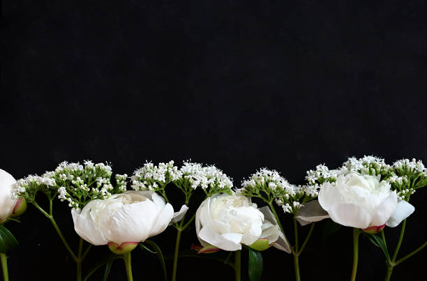istock Fresh white peonies on a black, dark background. A condolence card. Wedding date. An invitation to a holiday. Congratulation.An empty space for text. View from above. He was lying flat. 1466243789