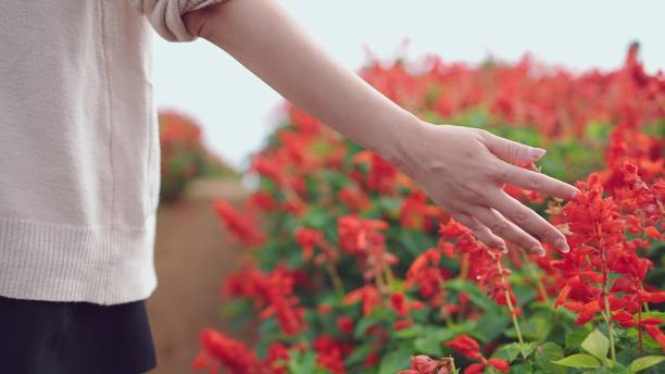 hand of woman walking in flower fields and gently touching the flowers , red salvia flowers - m chamomilla imagens e fotografias de stock