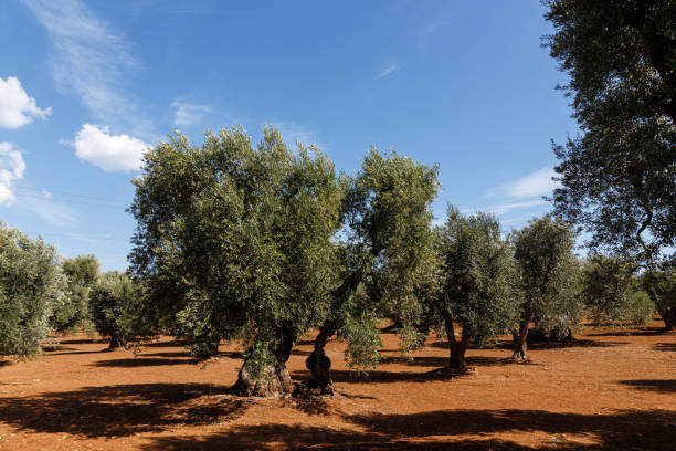 istock Centuries old olive oil tree in a garden 1466256447