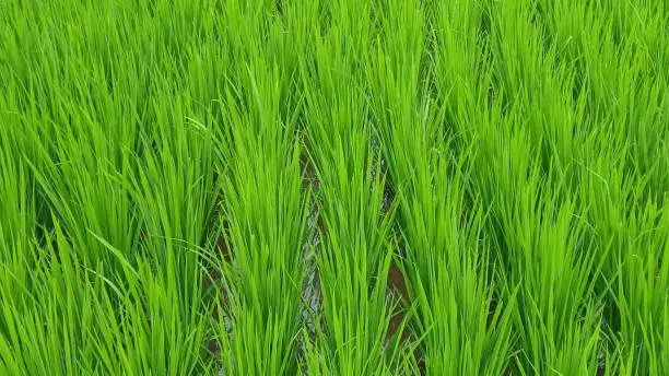 A grown rice plants on the fields