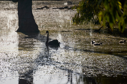 Cygnus atratus, the Black Swan and Signets on a Billabong at Dawn at Kyabram Fauna Park Victoria Australia