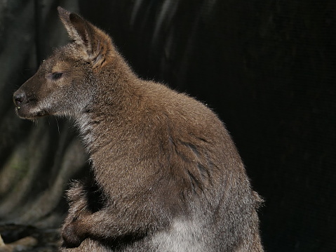 Bennett's Wallaby, Montpellier Zoo, Hérault
