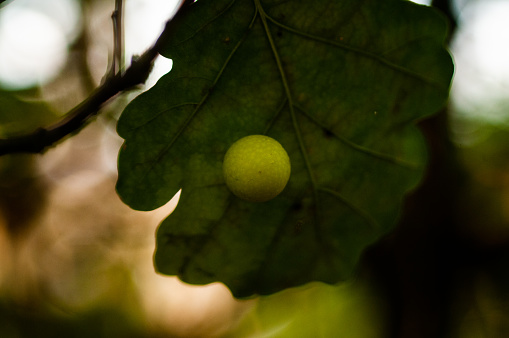 Oak galls on an oak leaf close-up