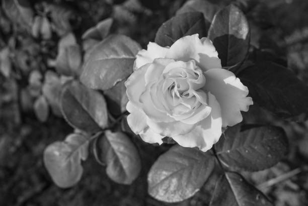 istock Black and white full bloom garden rose with sunlight bokeh background. 1466261811