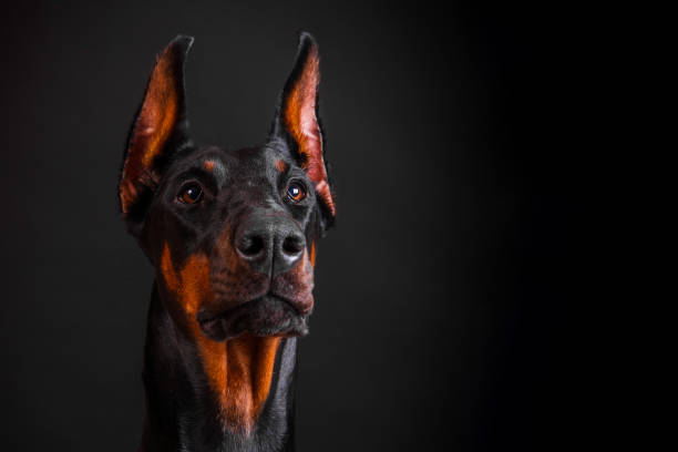 istock doberman dog close-up on a dark background 1466264476