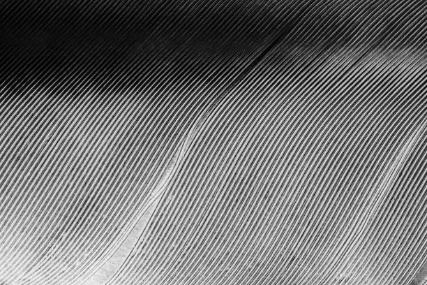 background of bird feather. macro photography