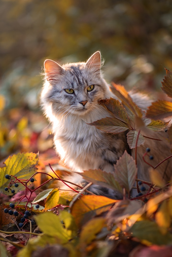 A norwegian forest cat female sitting in autumnal forest