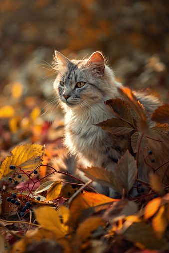 A beautiful cat looks at a burning lantern in the autumn forest