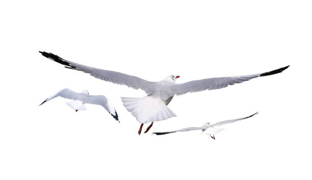 istock white birds set. isolated on white background 1466267911