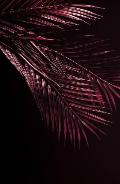 istock Golden Date Palm Tree Branches Against Dark Color Background. Luxury Creative Toned, Decorative Poster Print or Banner Background. 1466268194
