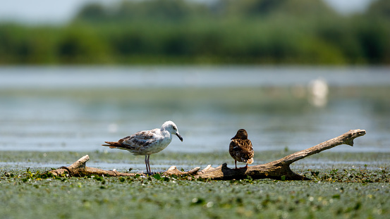 Gulls in the wetlands of the Danube Delta