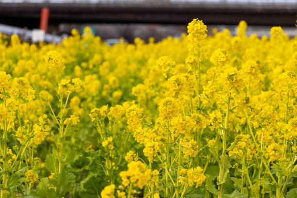istock Field of rape blossoms in full bloom 1466270554