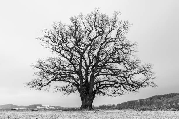 Old oak in a winter landscape stock photo