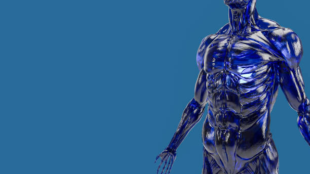 istock The human body muscle on blue background for education or sci concept 3d rendering 1466271916