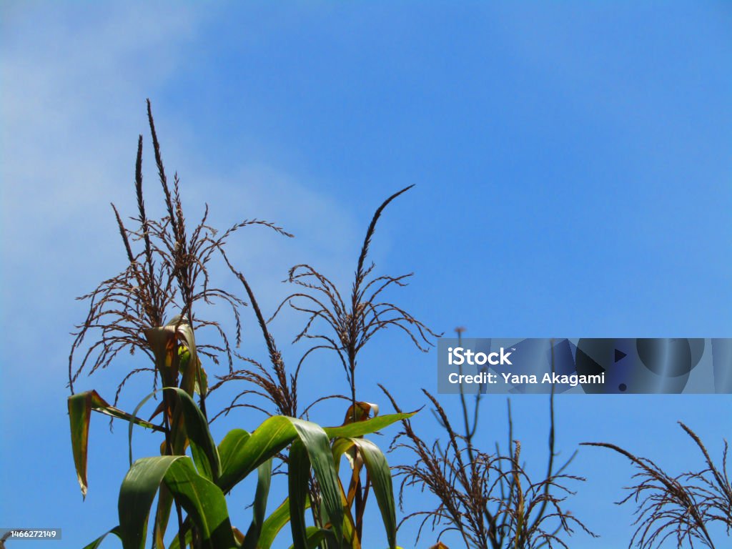 Corn Stocks Tree Corn Trees And Blue Sky Background Stock Photo - Download Image Now ...