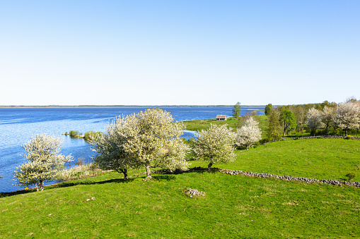View of a lake with blossoming fruit trees in the meadow