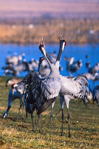 Trumpeting cranes in the spring at lake Hornborga