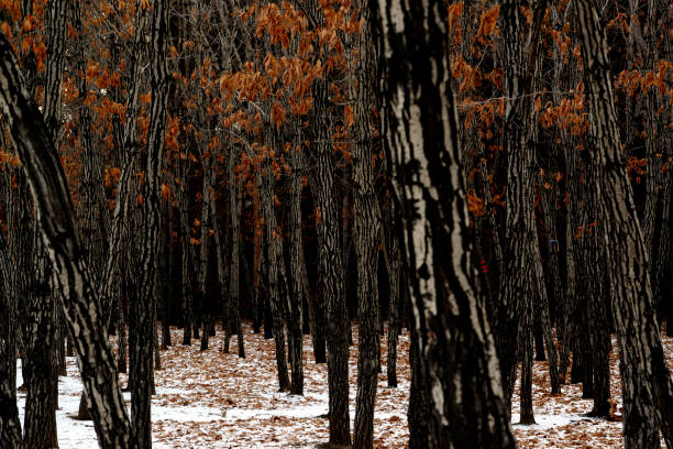 Forest of Mongolian oak stock photo