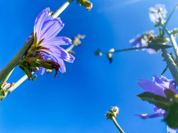 Wildflowers cornflowers on a sunny summer day against a blue sky. Bottom view from the grass