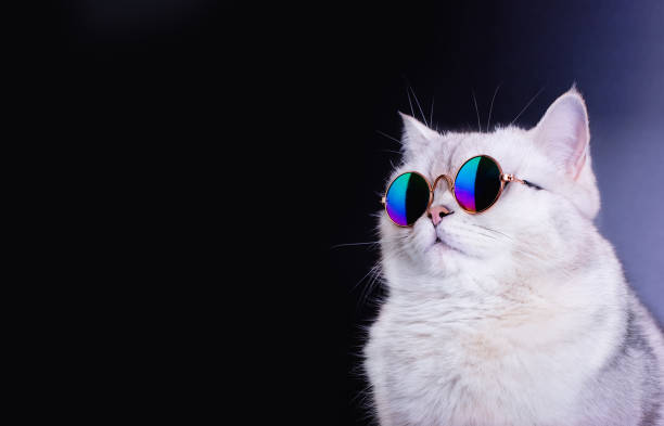 White british cat wears blue sunglasses on an black background.