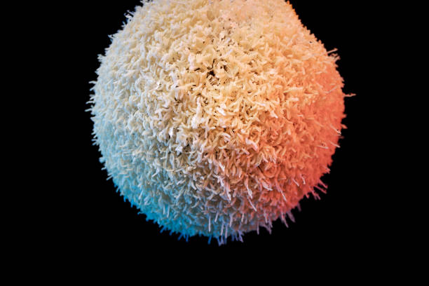 istock Digital Workplace Macro - Connections in a Parkia pendula tiny fruit with blue, red and white colours 1466289629