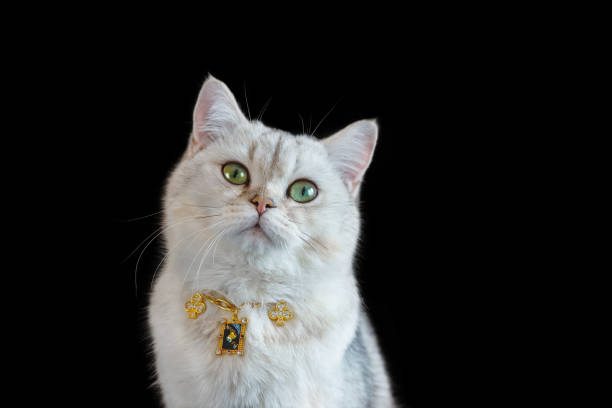 istock A white British cat against the black background 1466289665