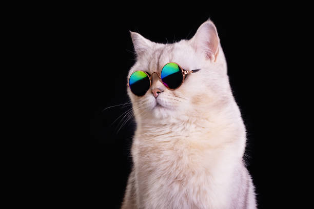istock Adorable White british cat wears blue sunglasses on an black background. 1466289711