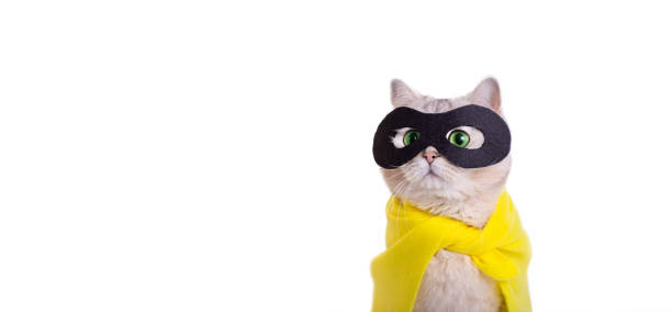 istock Wide banner with white cat in a black mask look up , on white background 1466289741