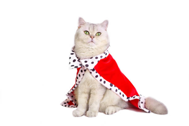 istock A beautiful white cat in red mantle, sitting on a white background 1466289756