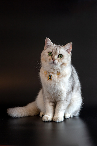 Portrait white gray british cat with green eyes wears gold chain with figures of card suits on isolated black background for humor or entertaining gaming concept. Copy space. Vertical