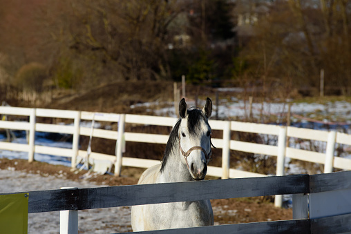 a white horse in a paddock on a sunny spring day