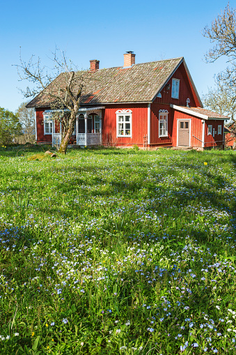 Falköping, Sweden-May, 2017: Forget me not flowers in a garden
