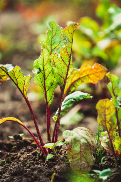 istock Young beetroot leaves in the garden 1466291141