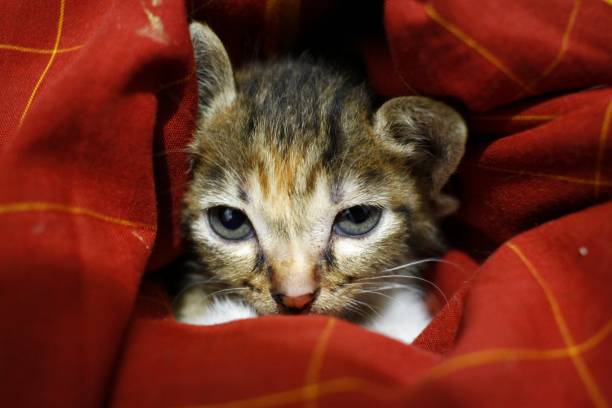 istock Domestic Kitten Face Staring From The Blanket 1466291827