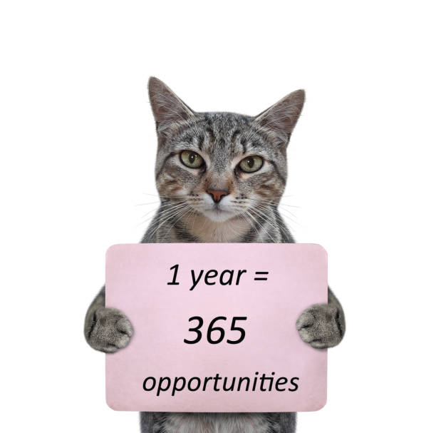 Cat gray holds poster with text