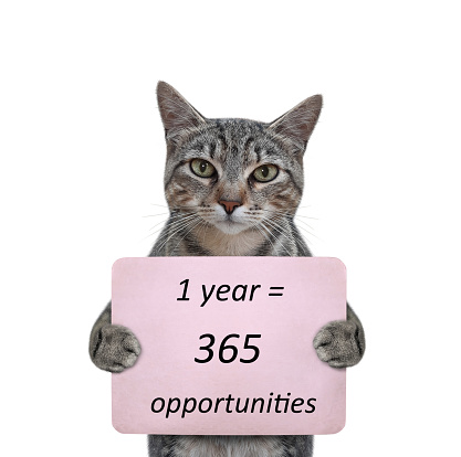 A gray cat holds a poster with text that says 1 year is 365 opportunities. White background. Isolated.