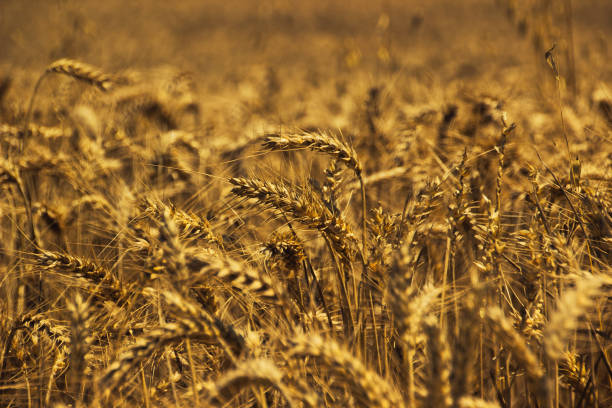 Beautiful nature background with close up of Ears of ripe wheat on Cereal field stock photo