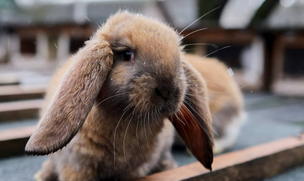 istock Ginger fluffy domestic rabbit in a cage. 1466296499