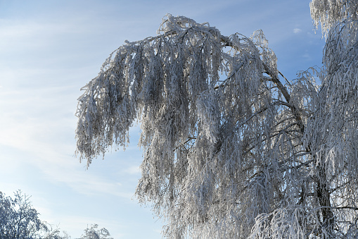 Bei einem Spaziergang im Januar fand ich diese märchenhaften weißen schneebedeckten Bäume in der Thüringer Rhön die bei dem herrlichen Wetter schon etwas zu tauen begannen