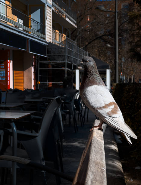 istock Pigeon perched on the bench in the street 1466296795