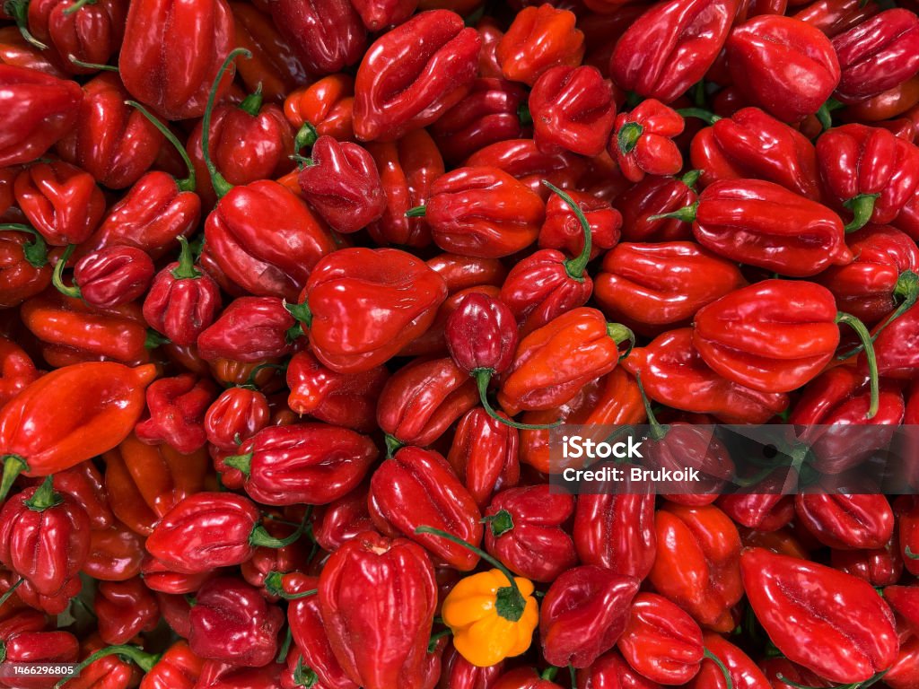 A lot of red habanero chili seen up close Capsicum Chinense Stock Photo