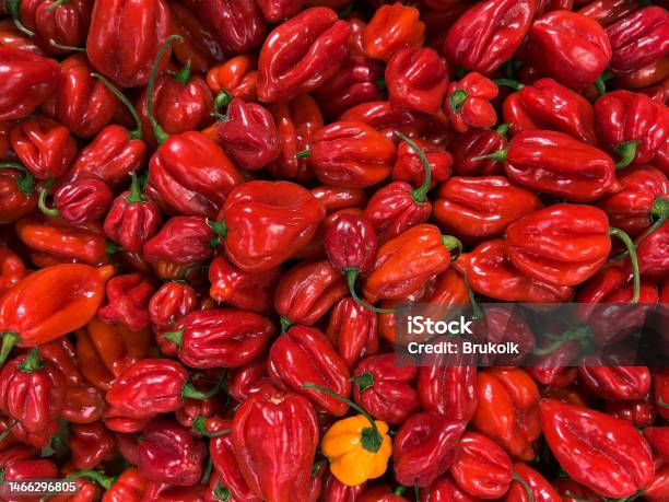 A Lot Of Red Habanero Chili Seen Up Close Stock Photo - Download Image Now - Capsicum Chinense, Close-up, Color Image