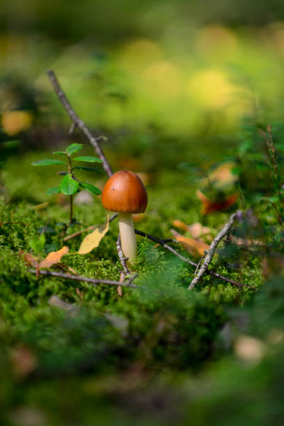 istock Small mushroom in the forest 1466296893