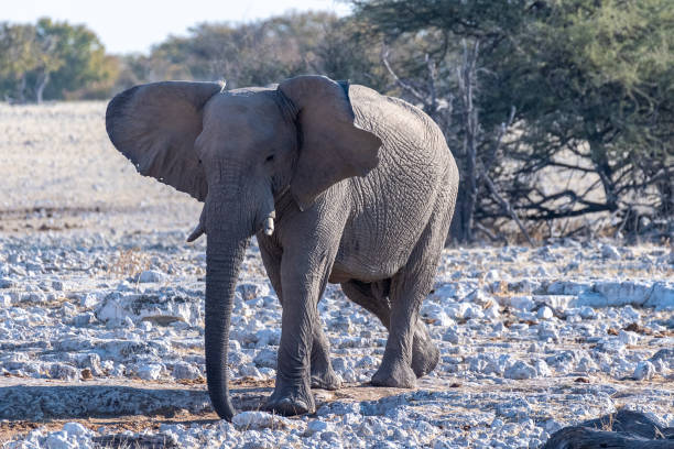 istock African Elephant in Etosha 1466297270